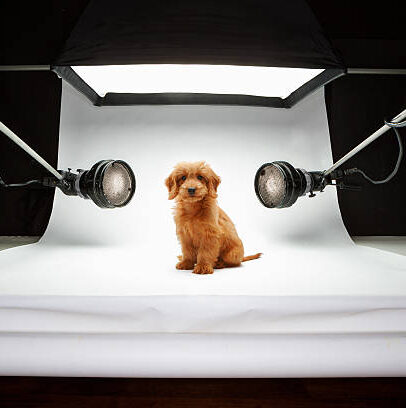Fotoshoot Voor Je Hond